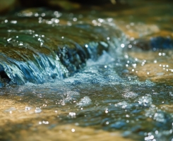 A fé que não força